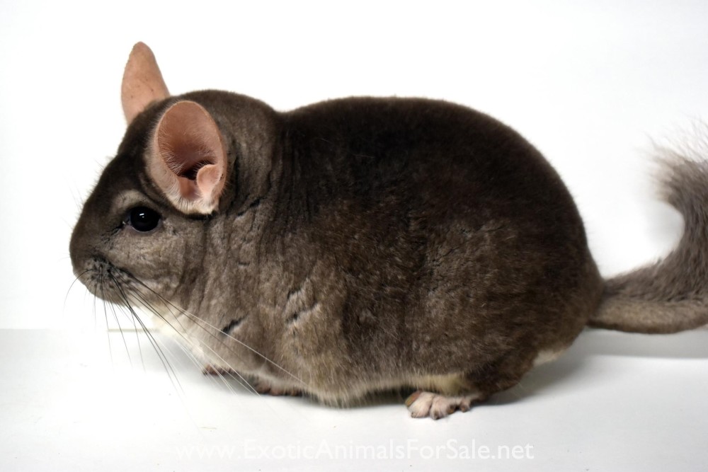Chinchillas for Sale