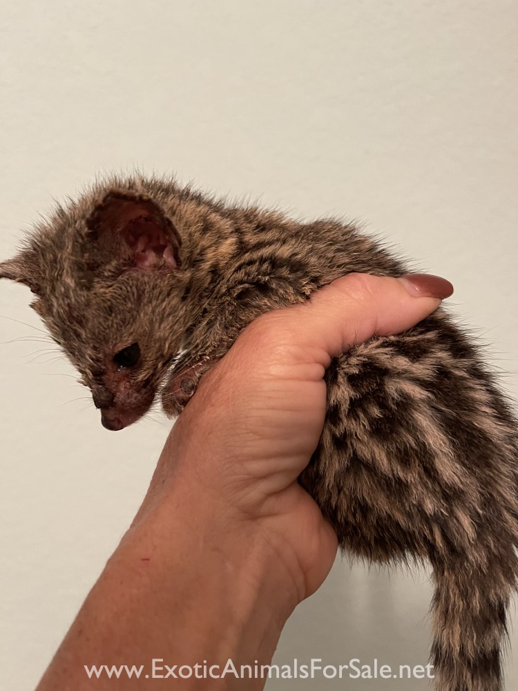 male babies for Sale