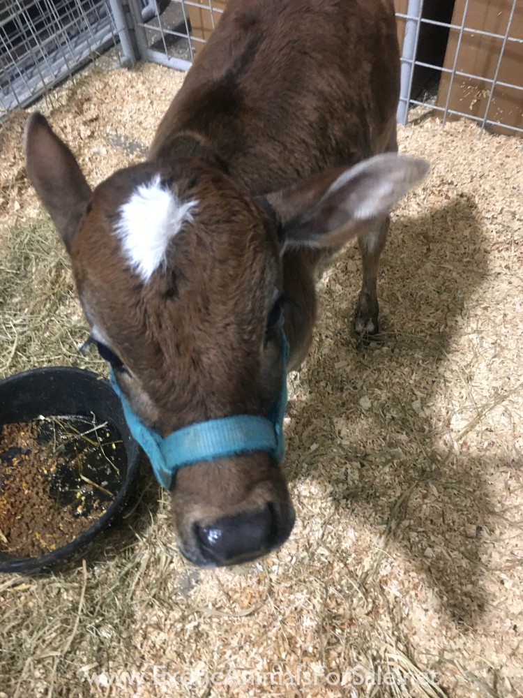 Zebu bull calf for Sale