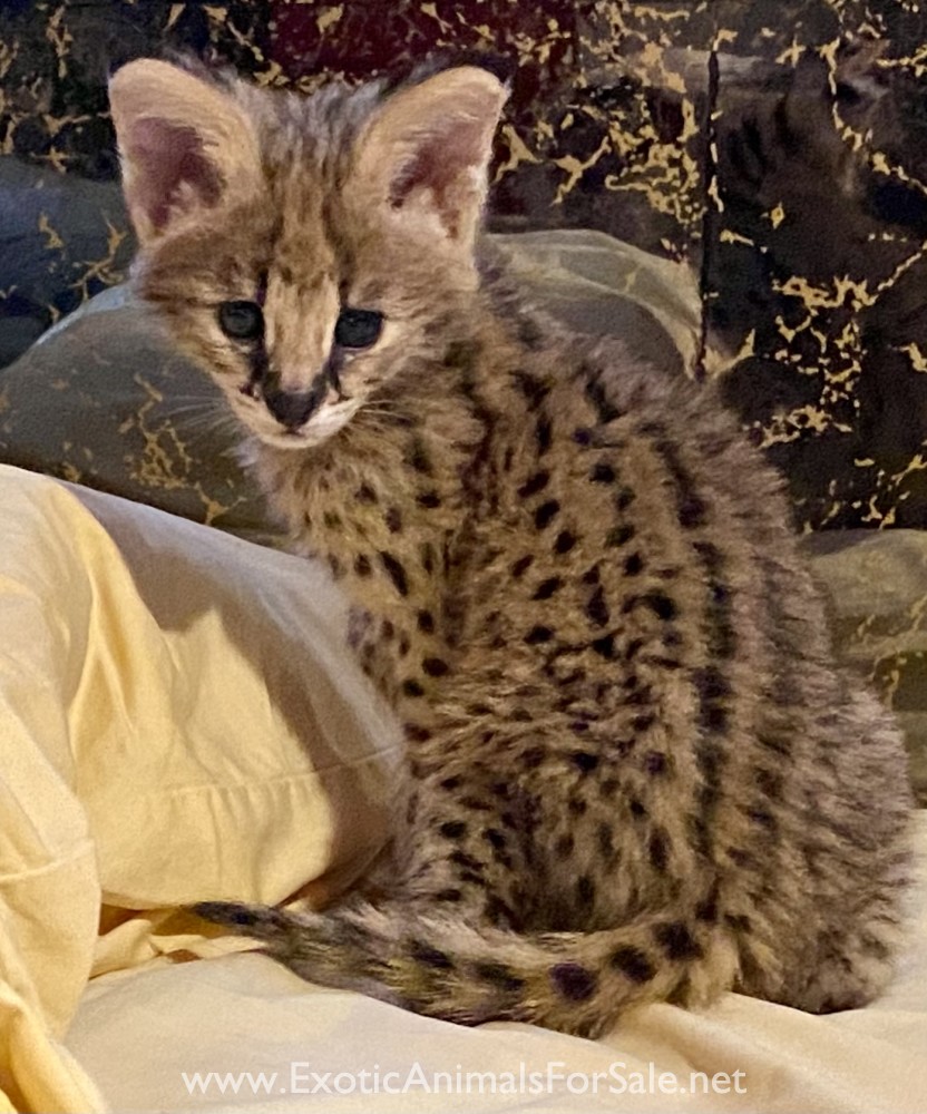 Serval kittens for Sale