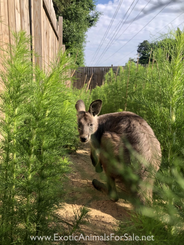 Wallaroo for Sale