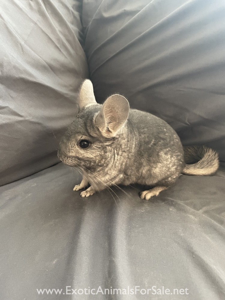 4 Month Old Standard Grey Female Chinchilla for Sale