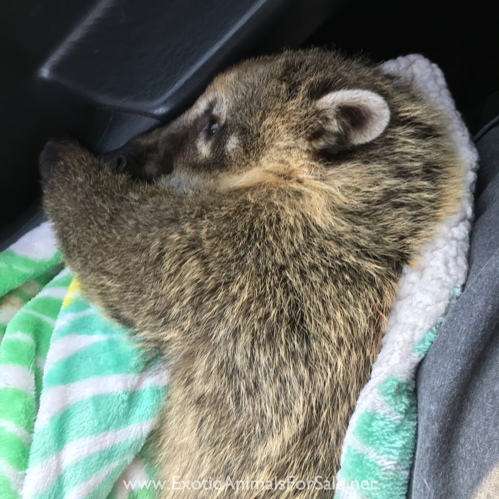 Coatimundi for Sale