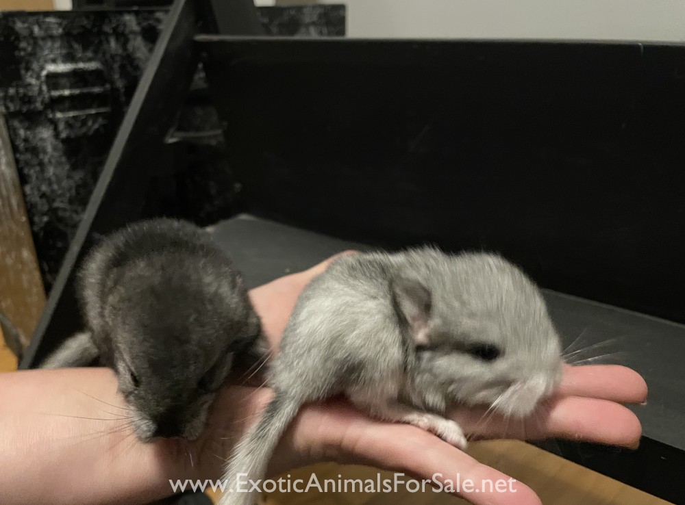 8 Month Old Mosaic White Female Chinchilla for Sale