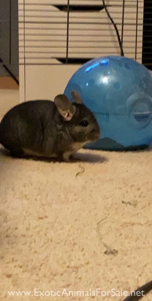 2 Young Male Chinchillas for Sale