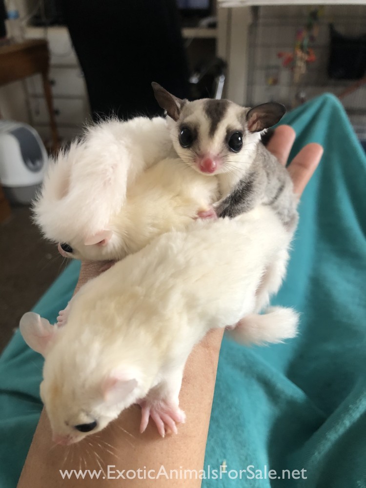 Sugar Gliders for Sale