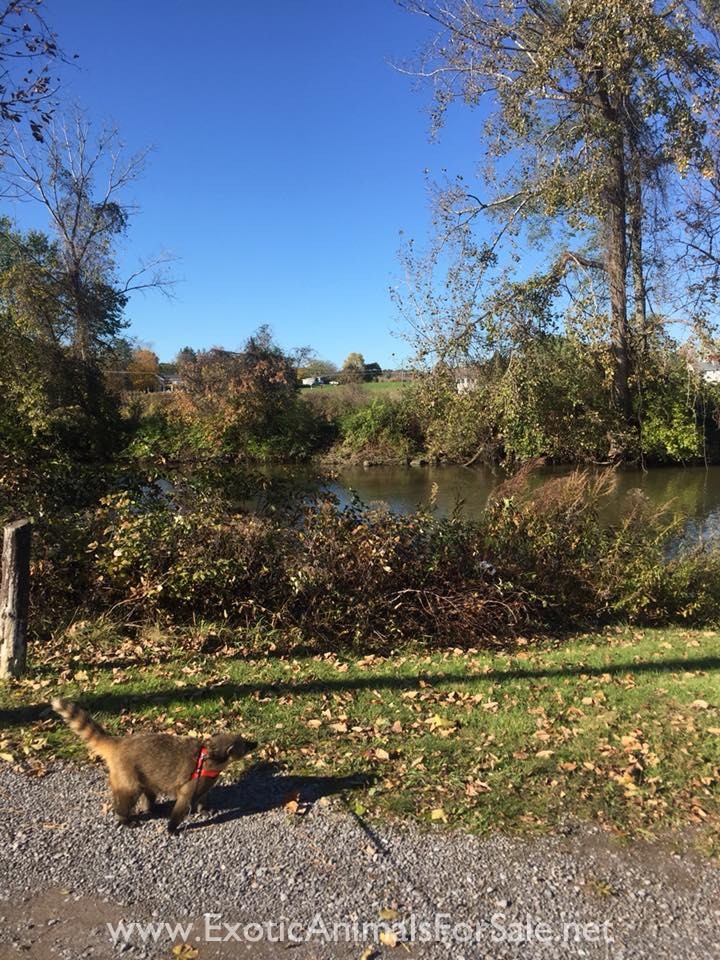 Pet Coatimundi for Sale