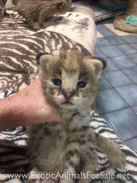 Female serval kittens for Sale