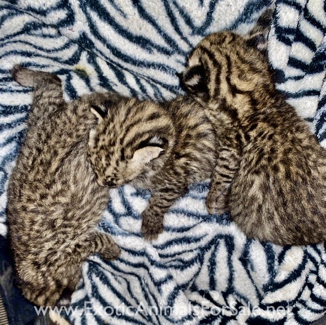 Geoffroy’s cat kitten for Sale