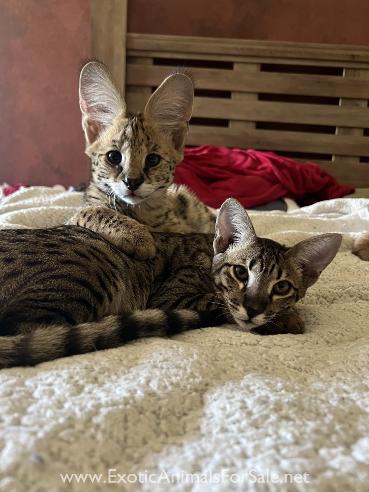 Servals For Sale