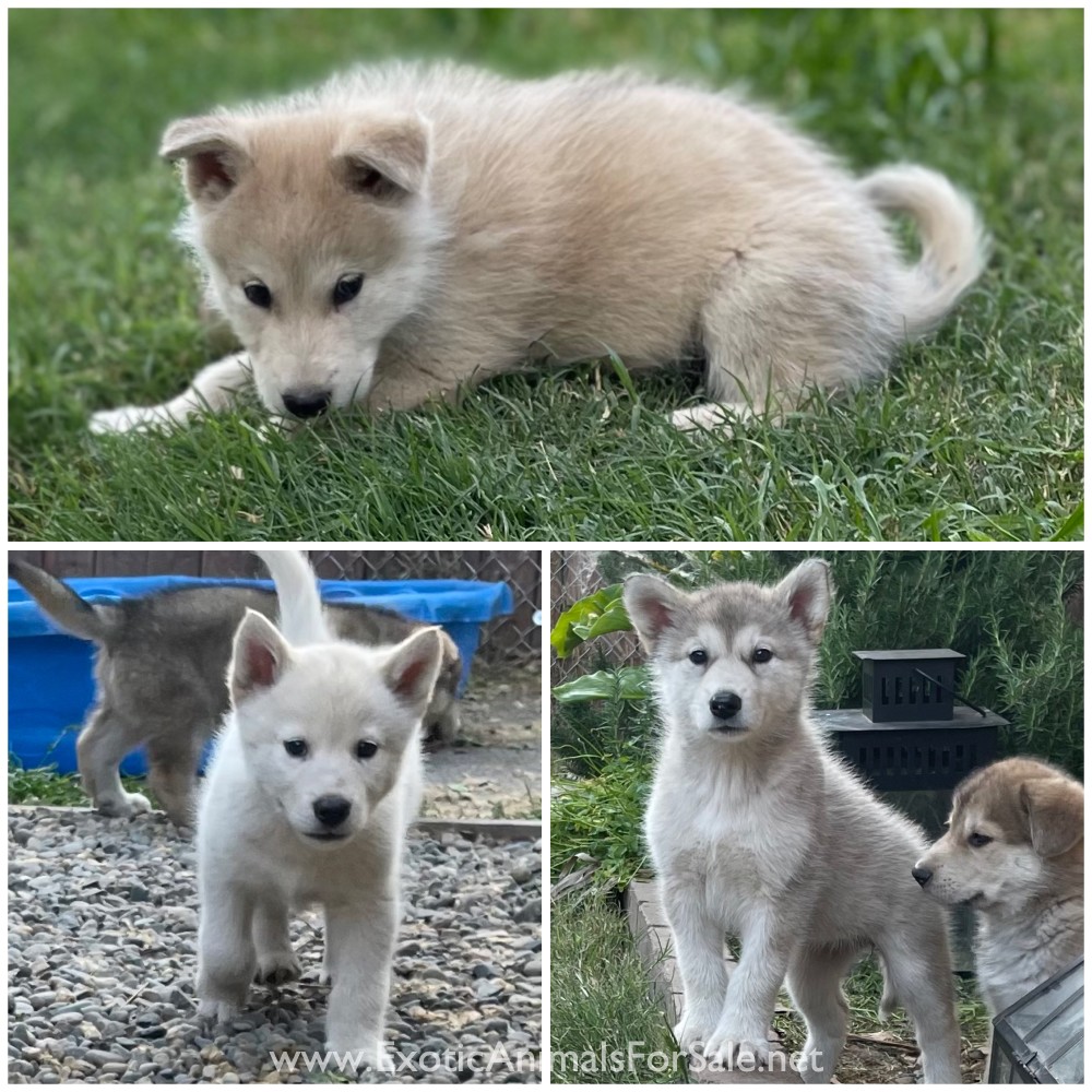 Wolfdog Puppies for Sale