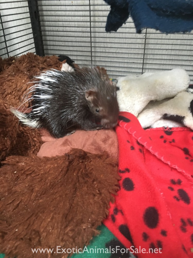 African crested porcupines for Sale