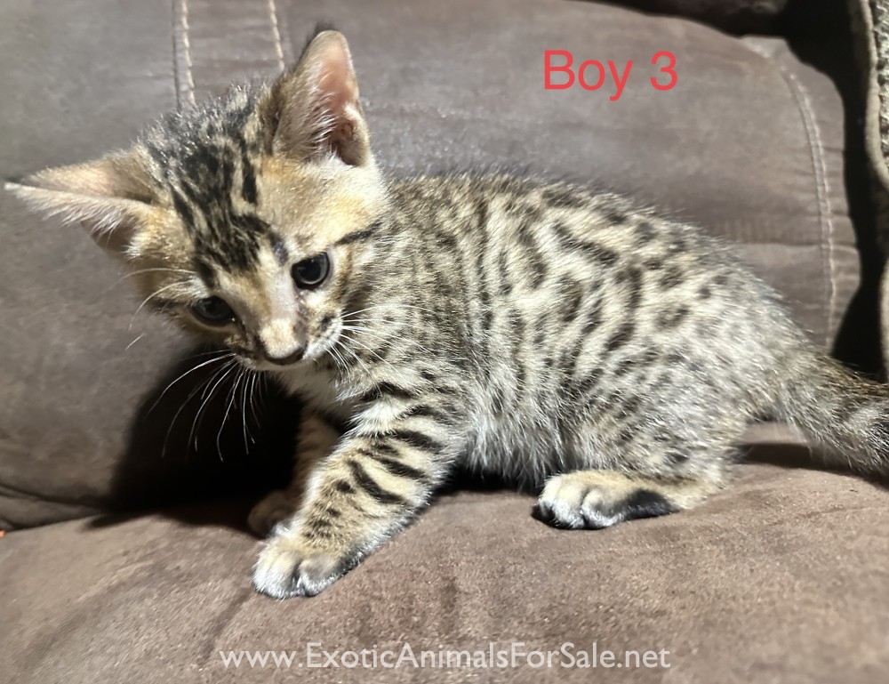 Bengal Kitten for Sale