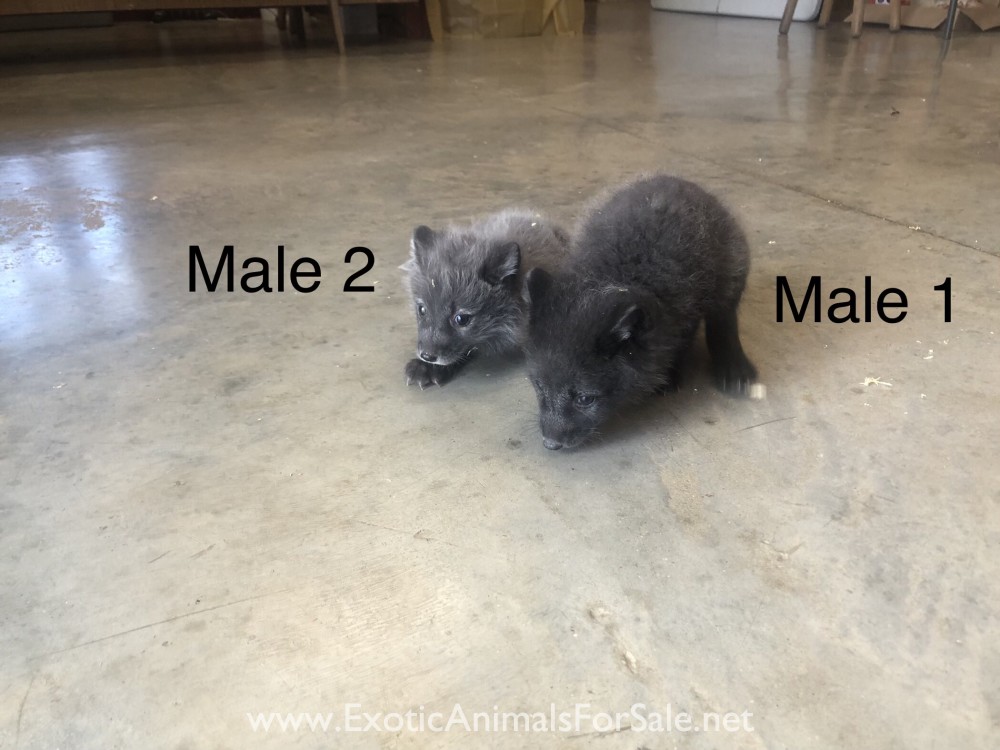 Blue Artic Fox Kits for Sale