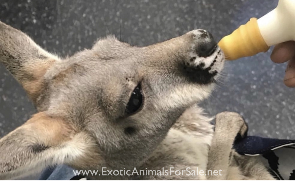 Red Kangaroos for Sale