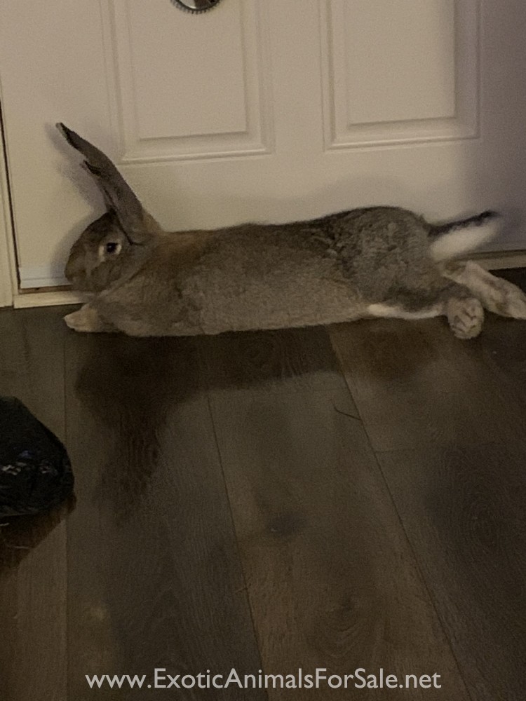 Continental Giant Rabbit for Sale