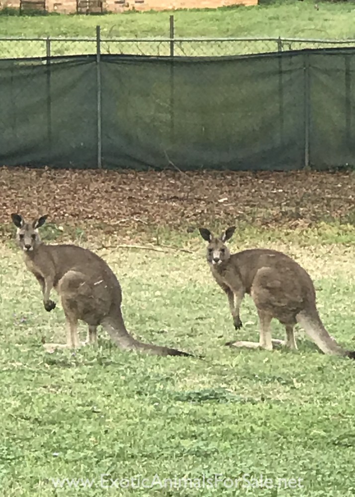 Eastern Grey Kangaroo Males for Sale