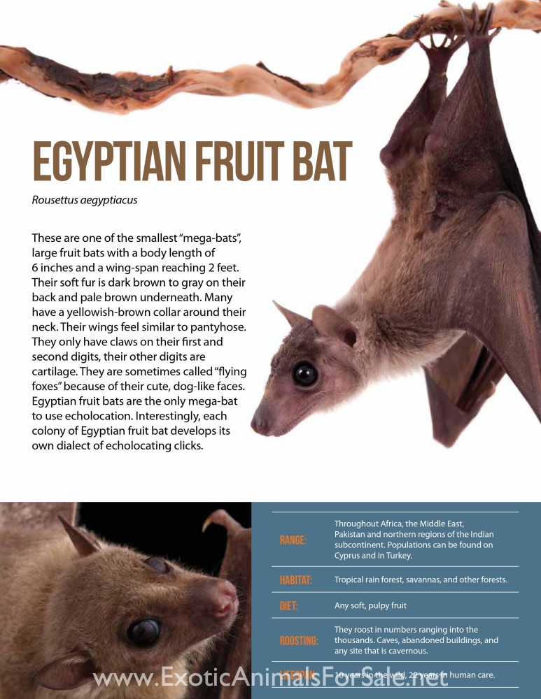 Exotic Bats For Sale at Brian Phelps blog