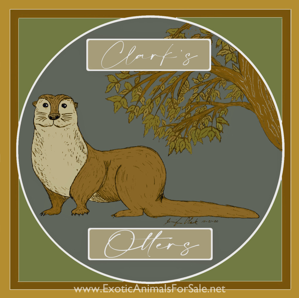 Exotic Animals In The Midwest