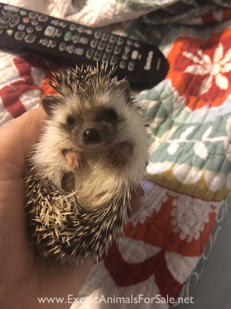 Baby Hedgehogs for Sale