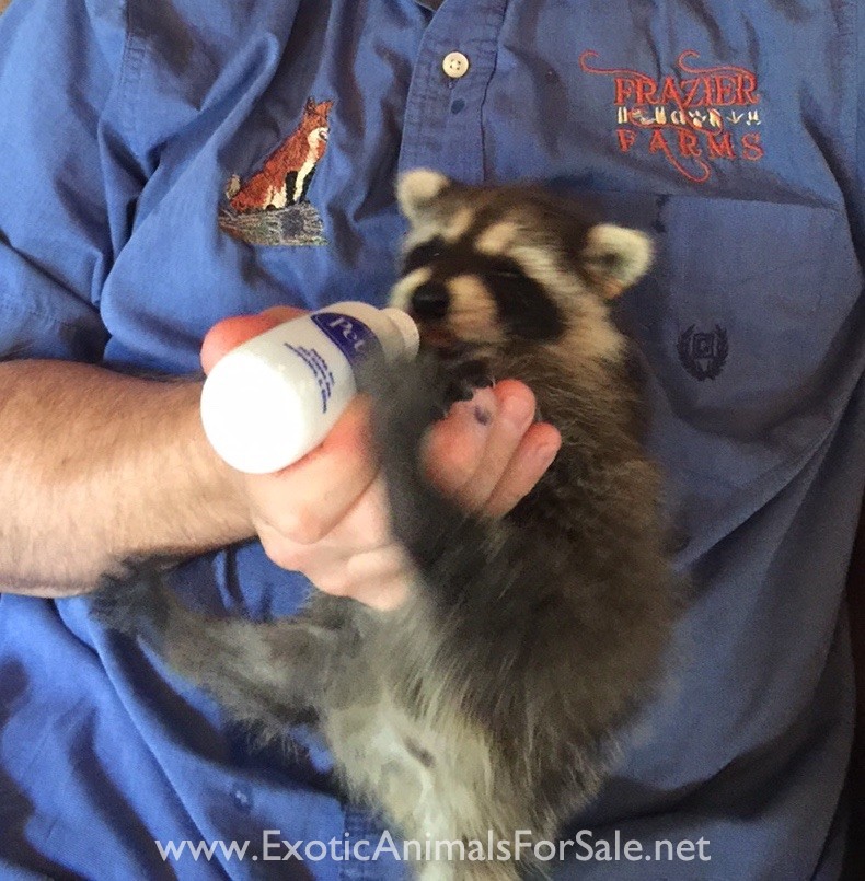 Raccoon Babies for Sale
