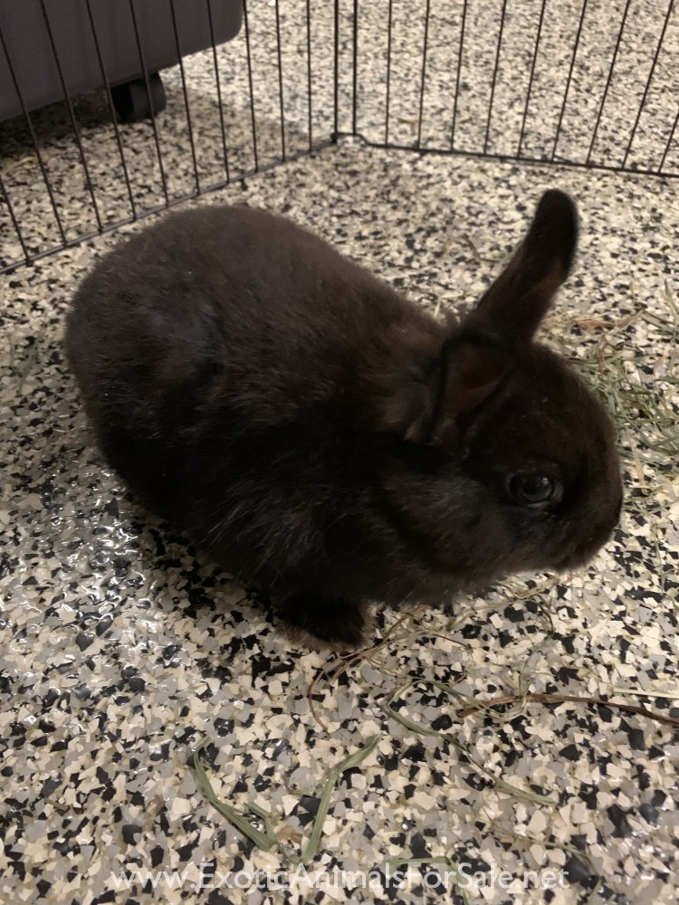 Dwarf bunny for Sale
