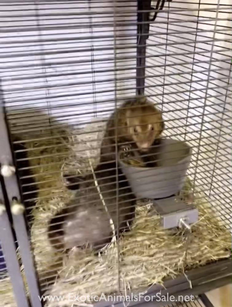 Mongoose pair for Sale
