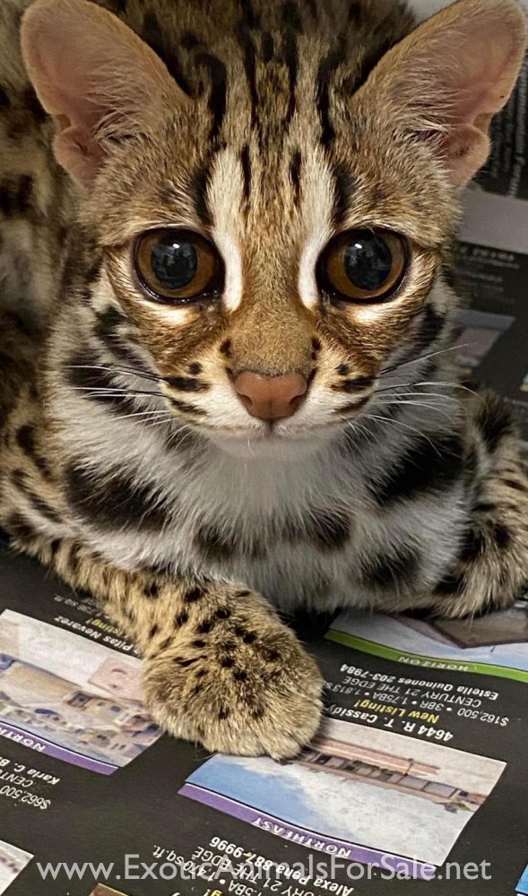 Asian leopard cat for Sale