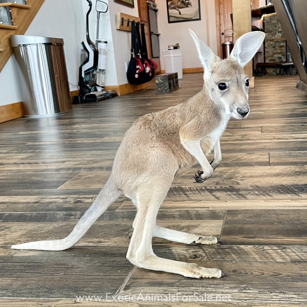 Bottle Baby Wallabies & Kangaroos for Sale