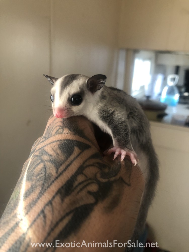 Sugar Gliders for Sale