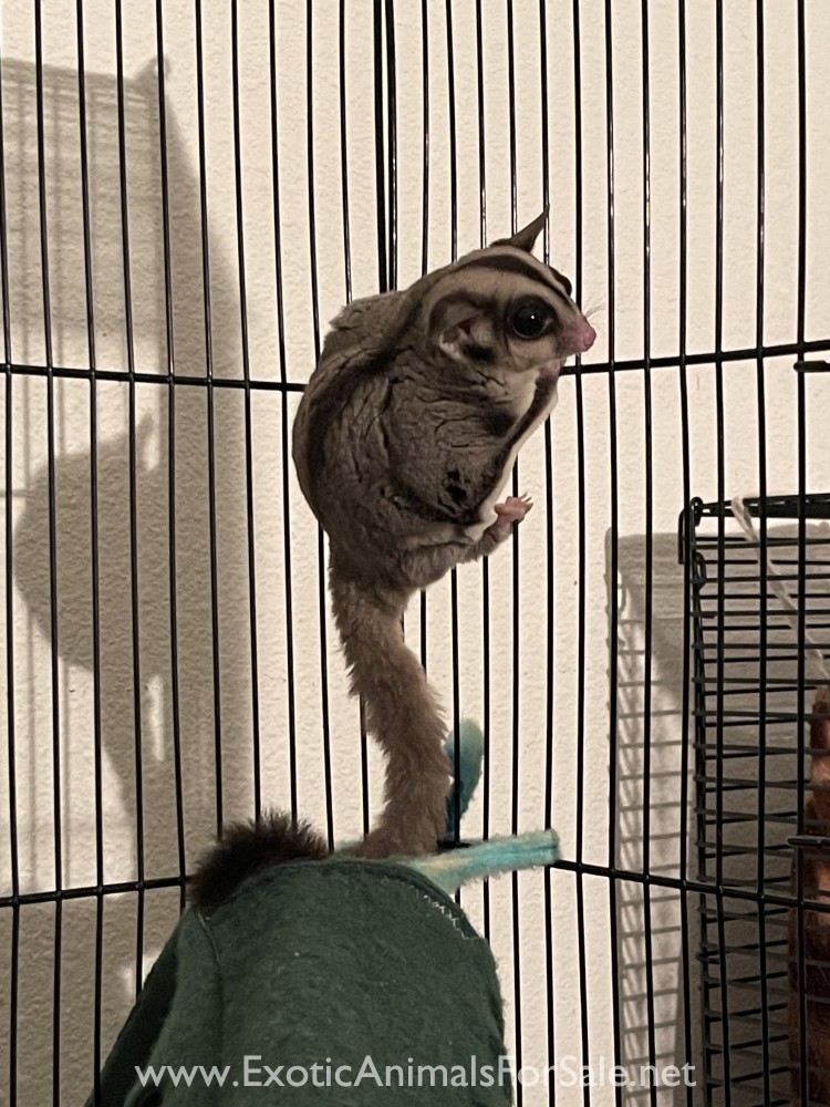 Sugar gliders for Sale