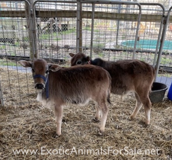 Miniature Zebu for Sale