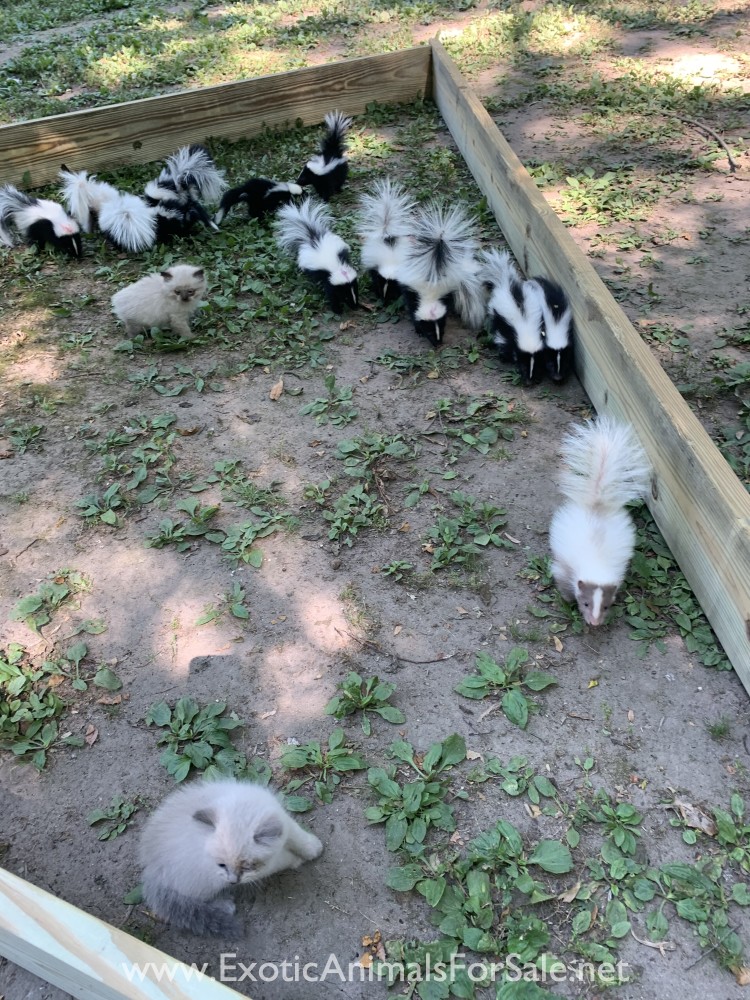 Skunks For Sale