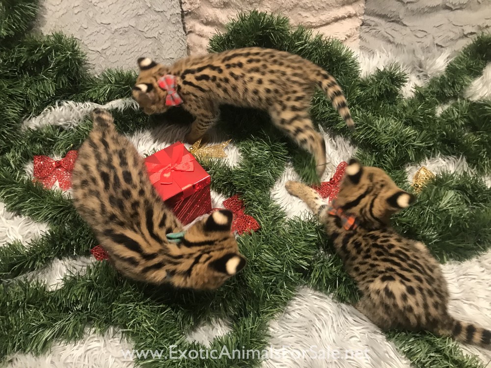 Servals For Sale