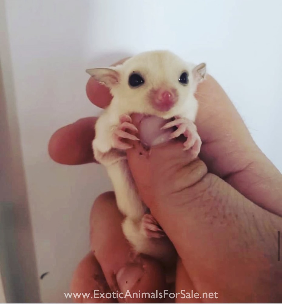 Sugar gliders for Sale