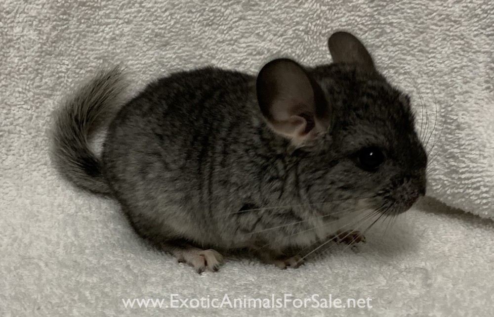 Chinchillas Available! for Sale