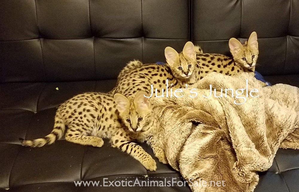 Serval kittens for Sale