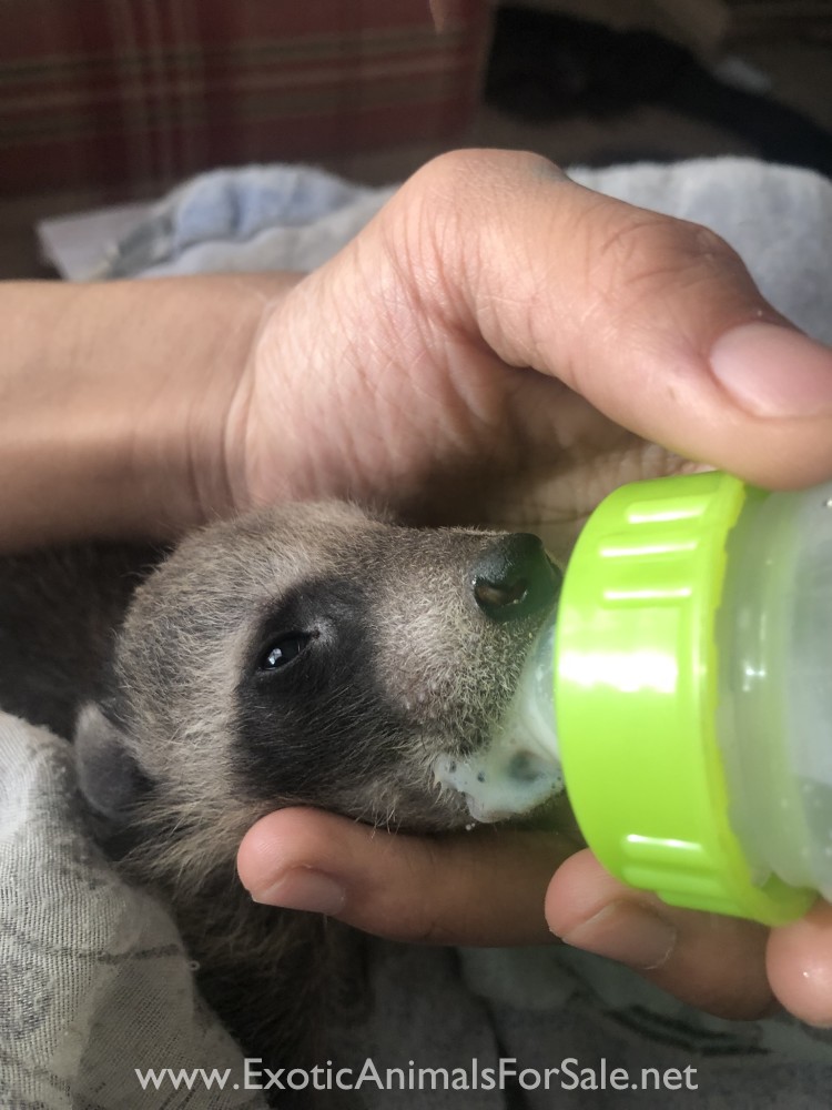 Raccoon Kits for Sale