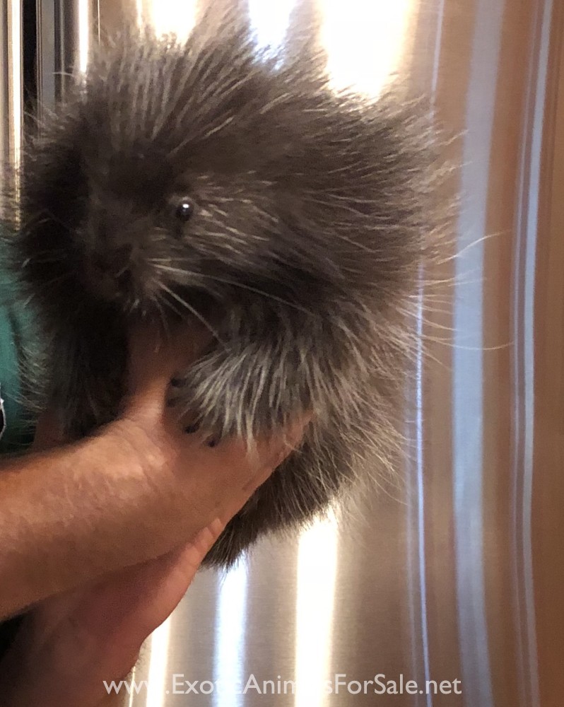 North American Porcupine for Sale
