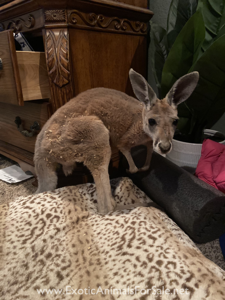 Red Kangaroo for Sale