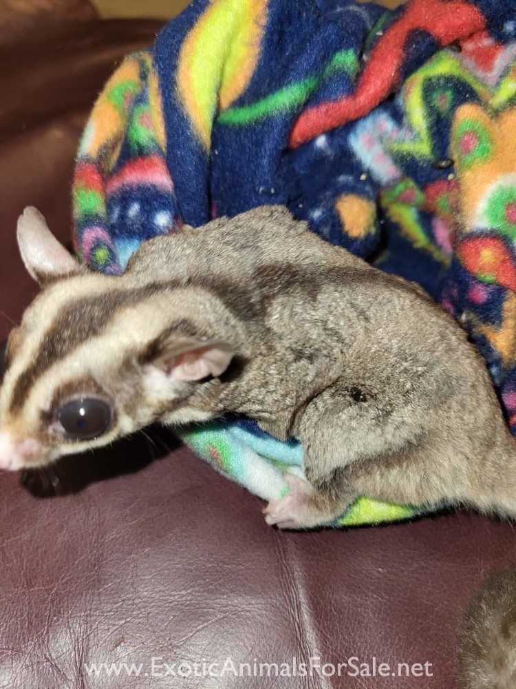 Sugar gliders for Sale