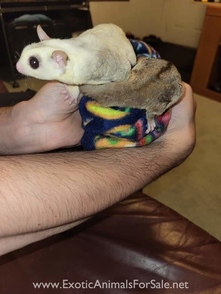 Sugar gliders for Sale
