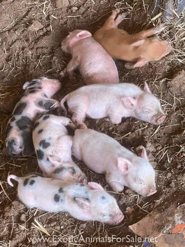 Kune Kune Mix Piglets for Sale