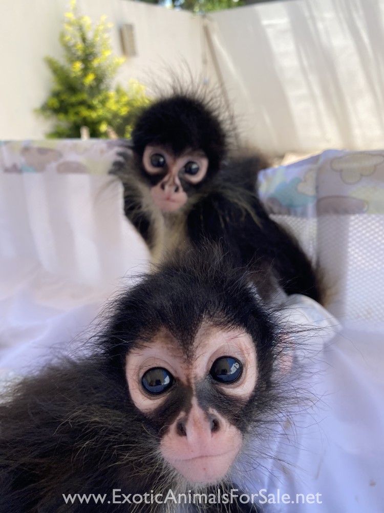 Spider Monkey for Sale