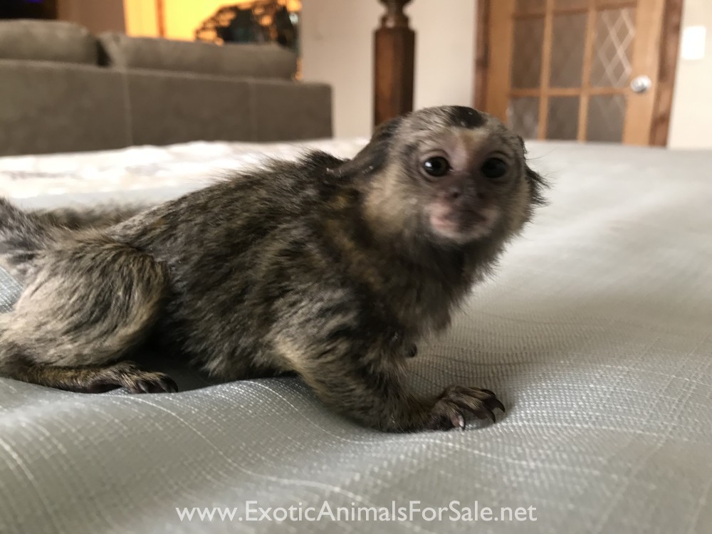 Marmoset for Sale