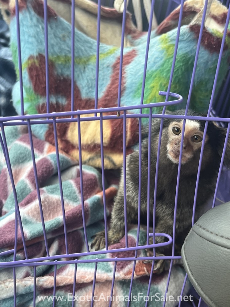 Marmoset monkey for Sale