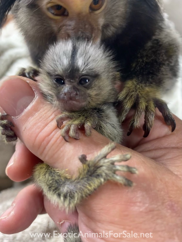 Marmoset monkey for Sale