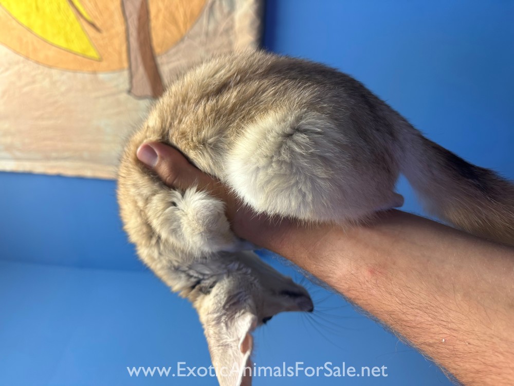 Young Male Fennec Fox for Sale