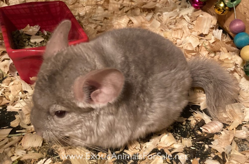 Male and female baby chinchillas for Sale