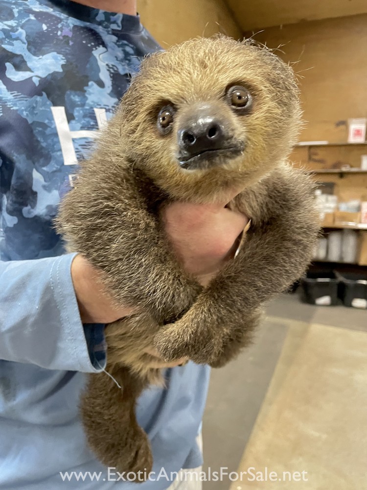 Baby Two Toed Sloth for Sale